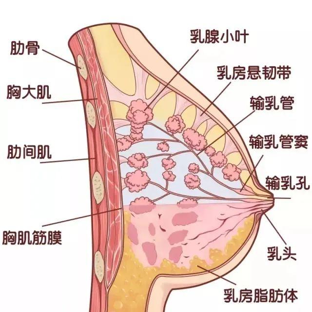 胸大就奶多？胸小就奶少？关于母乳喂养的这些问题，你一定遇到过........