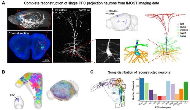 中科院脑智卓越中心解析小鼠单神经元树突形态和轴突投射的关系