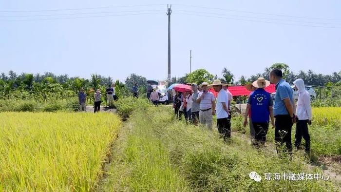 琼海市农技中心：推广优良品种 促进粮食增产提质