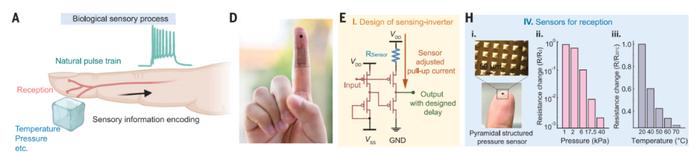 Science：鲍哲南团队开发出能够模拟触觉的柔性“电子皮肤”，迈向人造皮肤的一大步