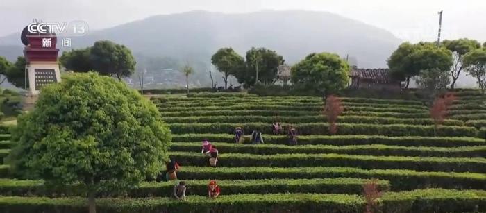 云南生态普洱茶地方标准正式实施 茶农获得更多实惠