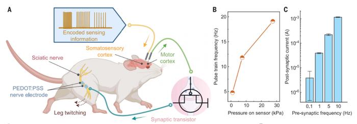 Science：鲍哲南团队开发出能够模拟触觉的柔性“电子皮肤”，迈向人造皮肤的一大步