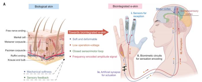 Science：鲍哲南团队开发出能够模拟触觉的柔性“电子皮肤”，迈向人造皮肤的一大步