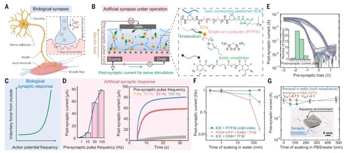 Science：鲍哲南团队开发出能够模拟触觉的柔性“电子皮肤”，迈向人造皮肤的一大步