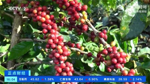 一路上涨！云南咖啡生豆价格从每公斤13元涨到38元，网友：还是普洱好喝