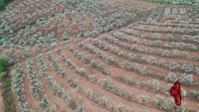 千城百县看中国｜内蒙古阿荣旗：沙果迎来盛花期