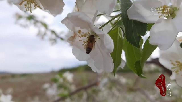 千城百县看中国｜内蒙古阿荣旗：沙果迎来盛花期