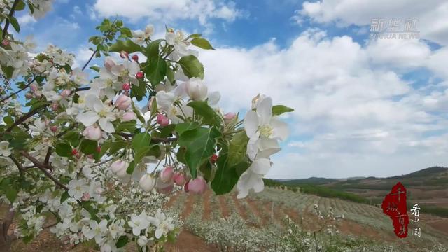 千城百县看中国｜内蒙古阿荣旗：沙果迎来盛花期