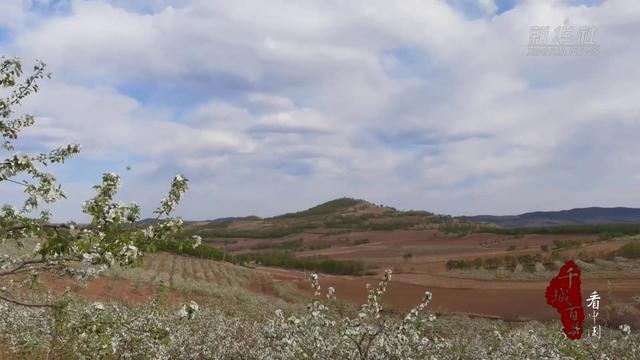 千城百县看中国｜内蒙古阿荣旗：沙果迎来盛花期