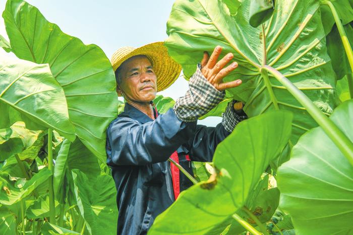 海口龙华区龙泉镇擦亮五丰香芋品牌：芋头还在长 订单就来了