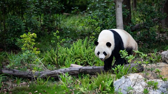 中国有约| 走进成都大熊猫繁育研究基地