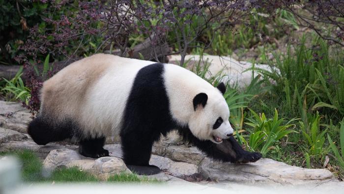 中国有约| 走进成都大熊猫繁育研究基地