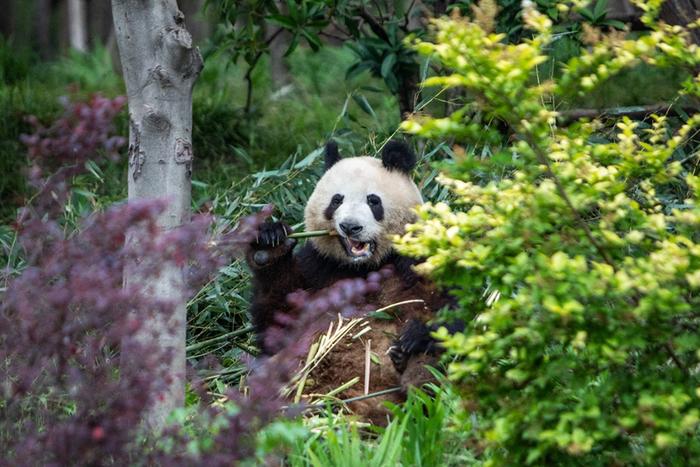 中国有约| 走进成都大熊猫繁育研究基地