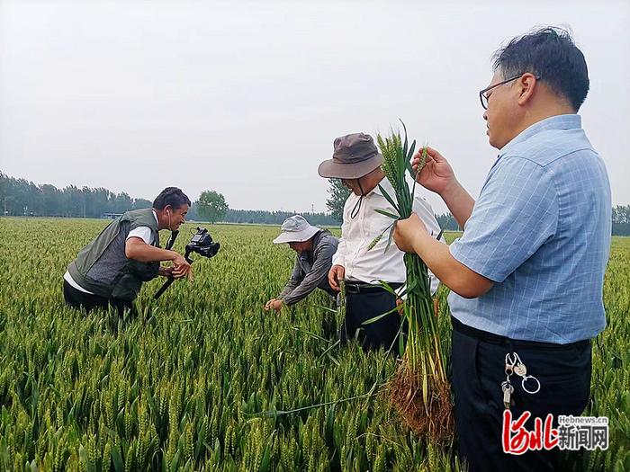 “马兰1号”小麦再传佳音！预计亩产量将超过2022年