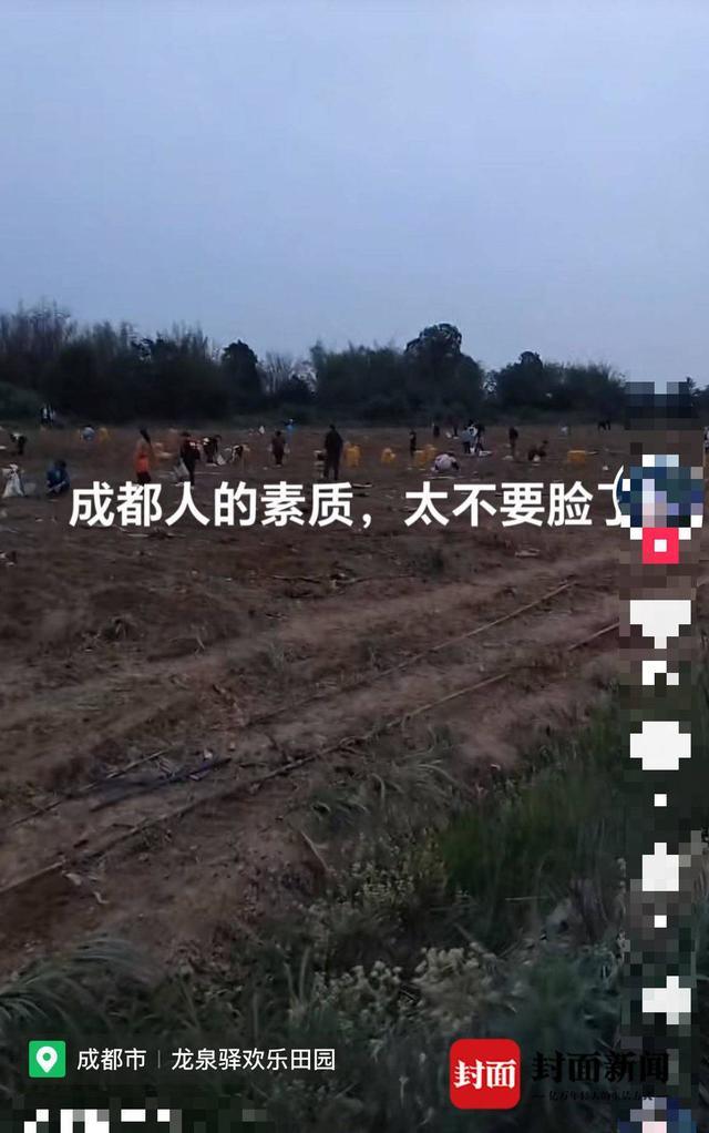 封面深镜｜东北大哥发视频称成都村民哄抢土豆 涉事公司负责人回应是误会