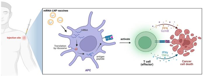 程强/魏妥发表长篇综述：详解mRNA-LNP在癌症治疗中的应用与展望