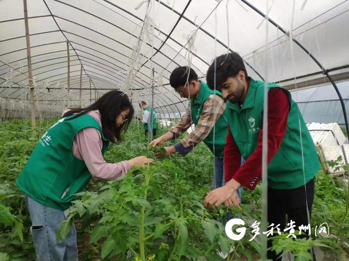 贵州大学送技下乡！农药学“博士村长”倾情助农