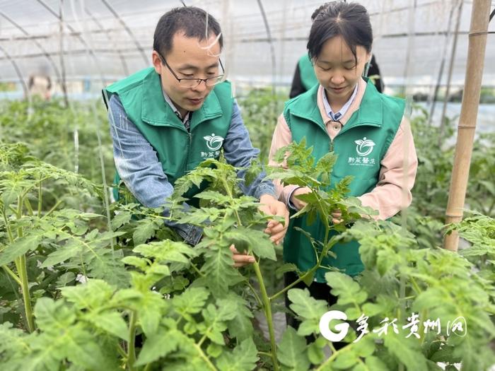 贵州大学送技下乡！农药学“博士村长”倾情助农