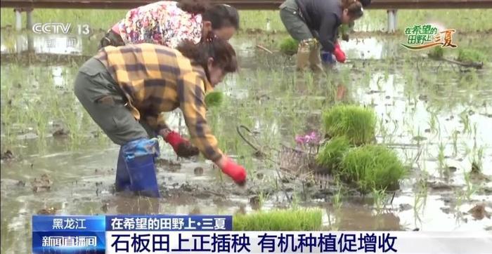 小麦待收+鲜果上市 各地夏收夏种夏管火热进行中