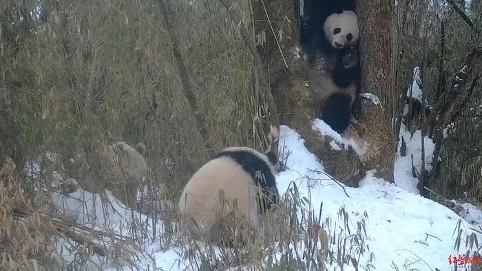 疑似拍到回家探亲，全球唯一白色大熊猫的妈妈极有可能是它