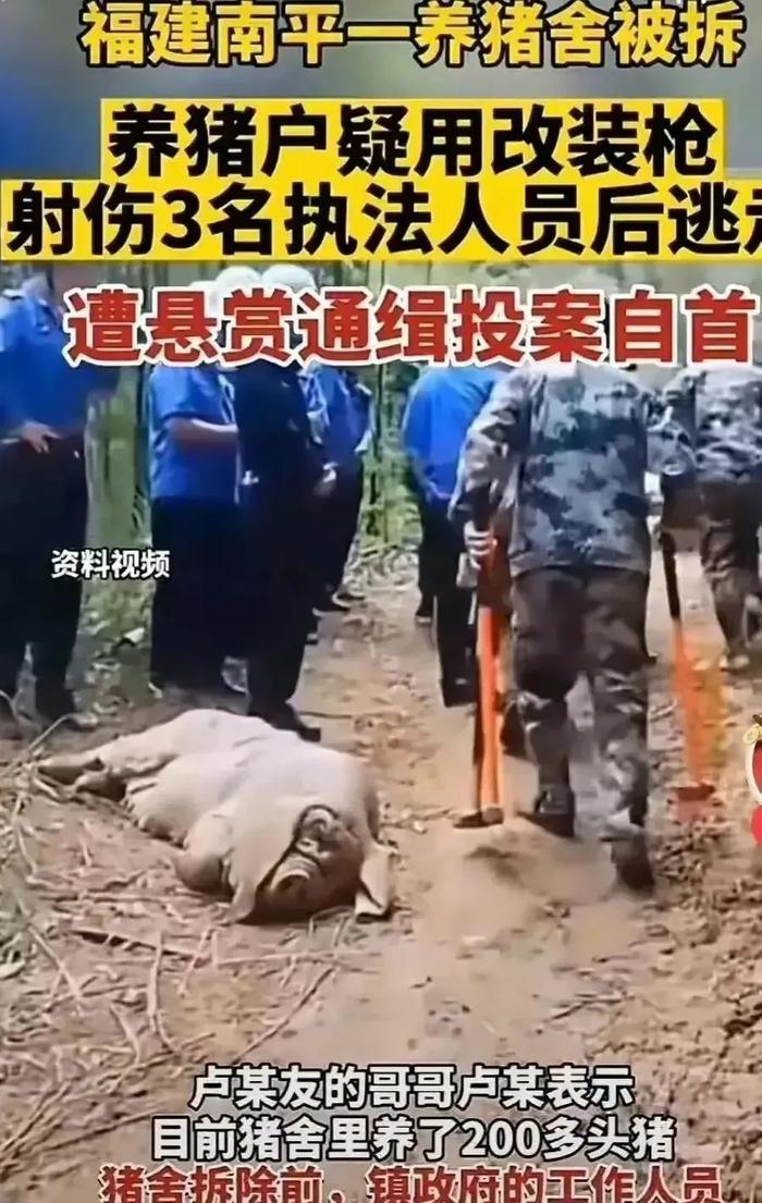 福建养猪场被强拆后续：拆错了！究竟何人举报？损失谁来承担？