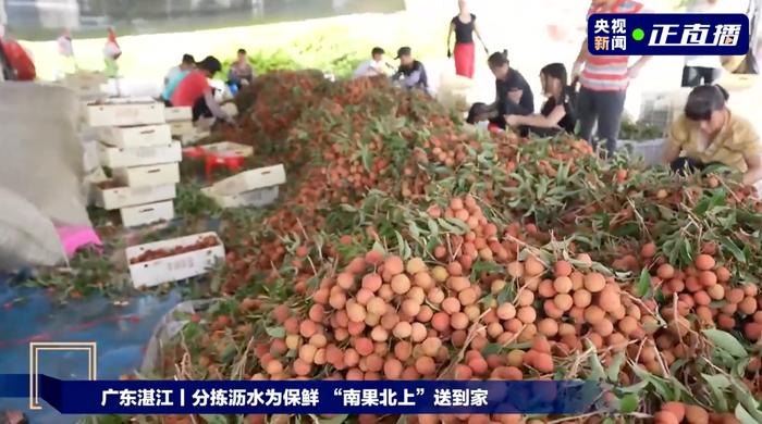 给“荔”！给力！广东，开启“甜蜜时刻”！