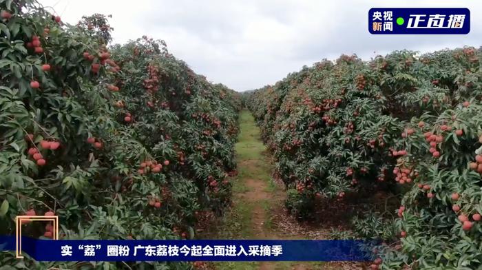 给“荔”！给力！广东，开启“甜蜜时刻”！