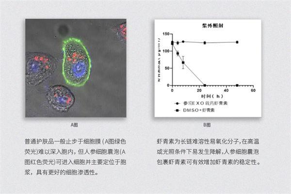 霍普金斯科学家发现抗老捷径,她境人参泡泡创造细胞抗衰里程碑