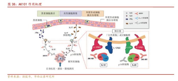 【华西医药崔文亮团队】️《康方生物-B深度报告：双抗龙头药企，迎来商业化收获期》