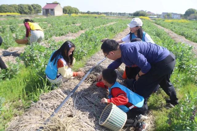 “点草成金”！能吃秸秆的“小蘑菇”增肥又增收