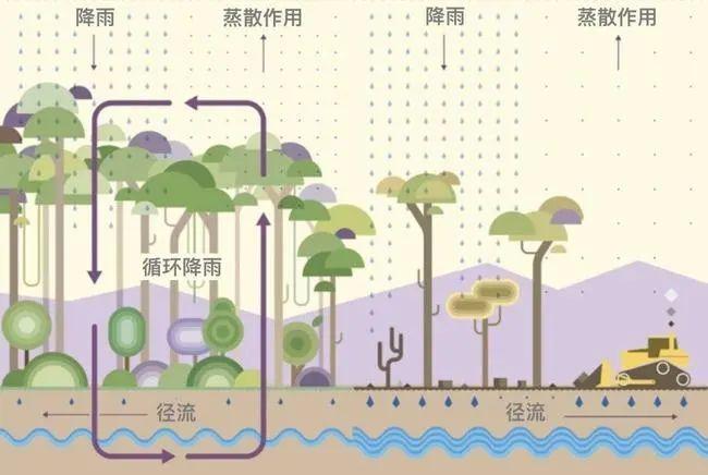 Science Advances | 南京大学地理学科张永光课题组在全球变化和碳循环领域取得重要进展