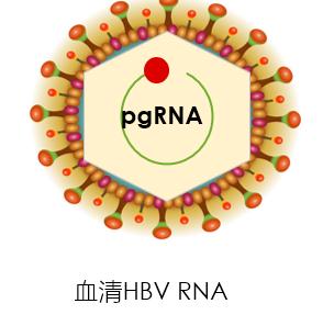 顶刊鉴析 | 探索HBV RNA在不同条件下的稳定性差异