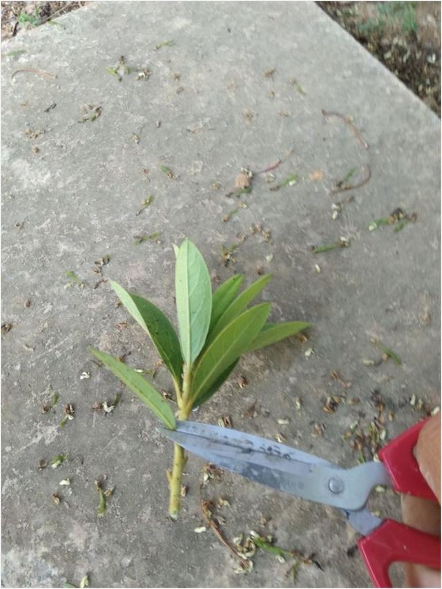 杜鹃花到了扦插好时节，赶紧行动吧~丨小叶子有“花”招