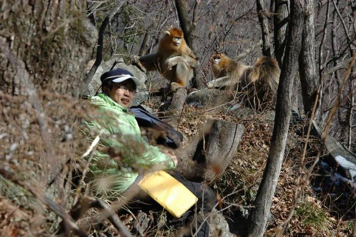 他们让秦岭金丝猴登上了Science封面！