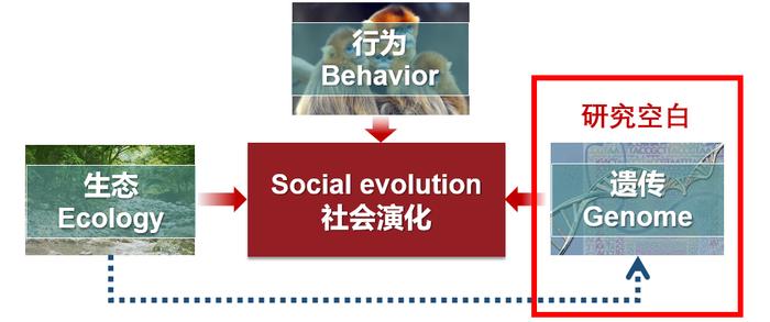 他们让秦岭金丝猴登上了Science封面！