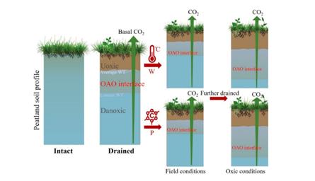 中科院成都生物所陈槐研究员团队揭示稳定的水位过渡层有助于减缓退化泥炭沼泽土壤CO2的排放
