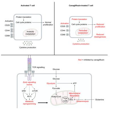 Cell Metabol：2型糖尿病药物卡格列净或有望被重新定向来治疗人类自身免疫性疾病