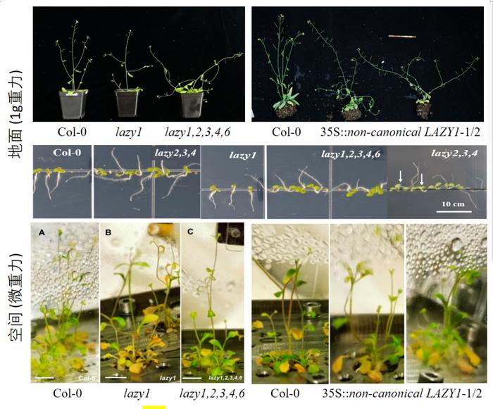 中科院分子植物卓越中心在中国空间站开展微重力调控植物株型研究