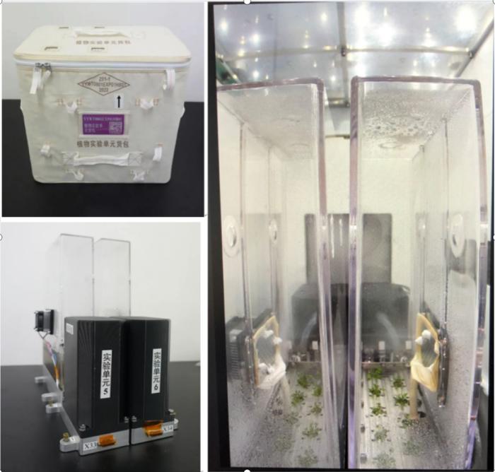 中科院分子植物卓越中心在中国空间站开展微重力调控植物株型研究