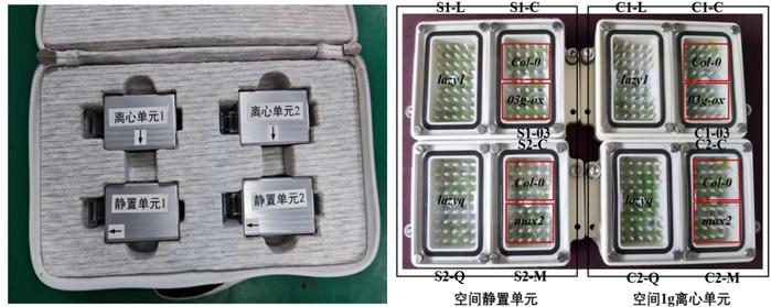 中科院分子植物卓越中心在中国空间站开展微重力调控植物株型研究