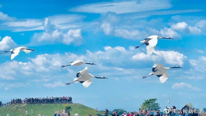 扎龙观鹤、龙沙游园、牧场烤肉…… 齐齐哈尔牧场烤肉团快乐收官