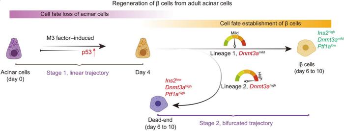 研究揭示体内诱导腺泡细胞转分化再生β细胞关键因子