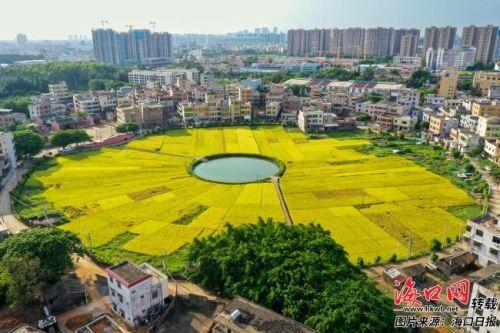 “发现海口之美”摄影大赛采风行活动第三组今起陆续抵达 截至6月5日已收到投稿作品1238幅