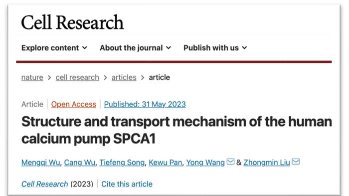 Cell Research：王勇课题组/刘忠民课题组联合发文揭示人钙离子转运受体分子机制