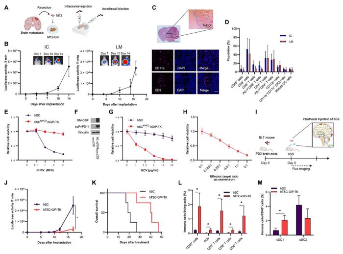 Science子刊：基因编辑+基因工程干细胞疗法，增强脑转移肿瘤免疫治疗