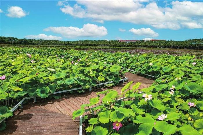 三亚南繁莲花种植示范基地：上百亩莲花竞相绽放