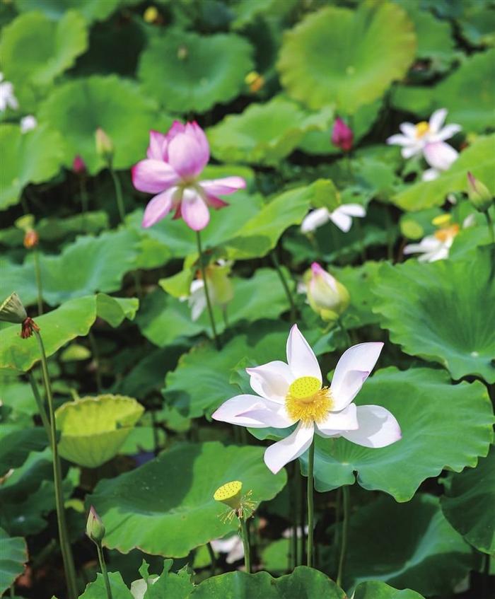 三亚南繁莲花种植示范基地：上百亩莲花竞相绽放