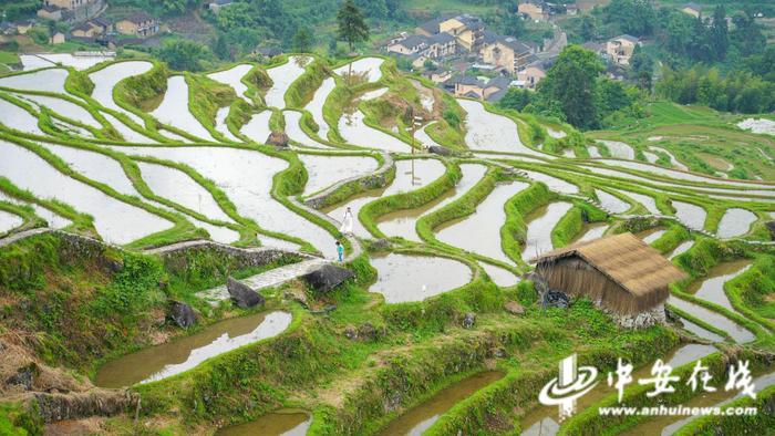 看浙江先行路丨从“衰落”到“逆袭” 丽水深山这片田很有“料”