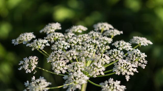 英国有毒植物大猪草进入花期 专家发出警告