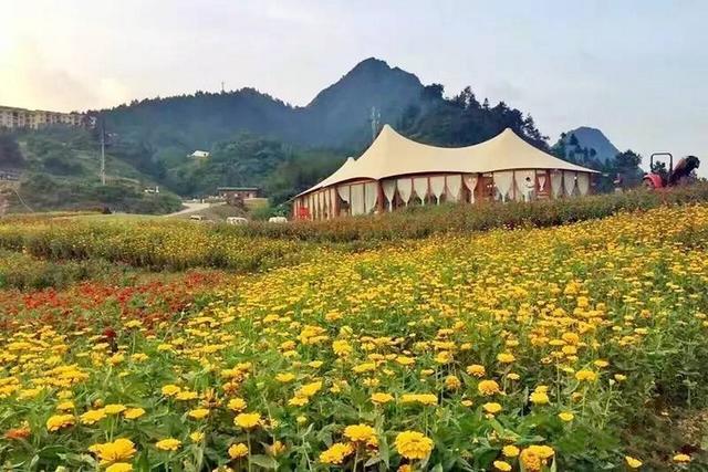 夜雨丨罗慧丽：许我一地花香